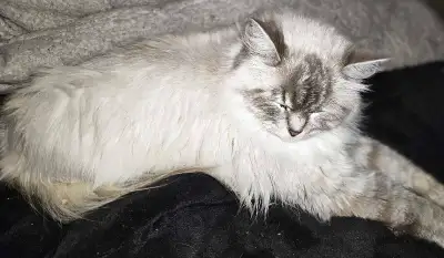 We currently have a litter of ragdoll kittens. Seal, blue and cream points. Msg for more info