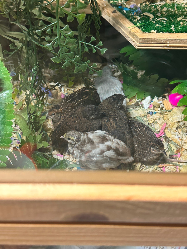 Button Quail in Birds for Rehoming in Comox / Courtenay / Cumberland - Image 4