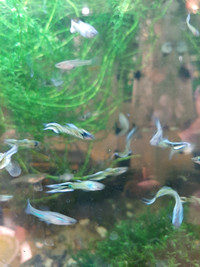  Pure Bred Tiger Endler Guppies 