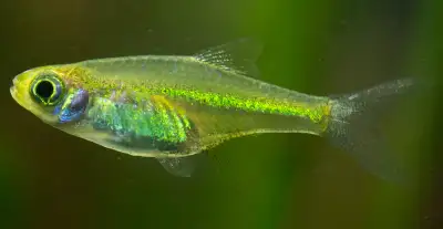 Kubotai Rasbora Wholesale price for Sale, View more