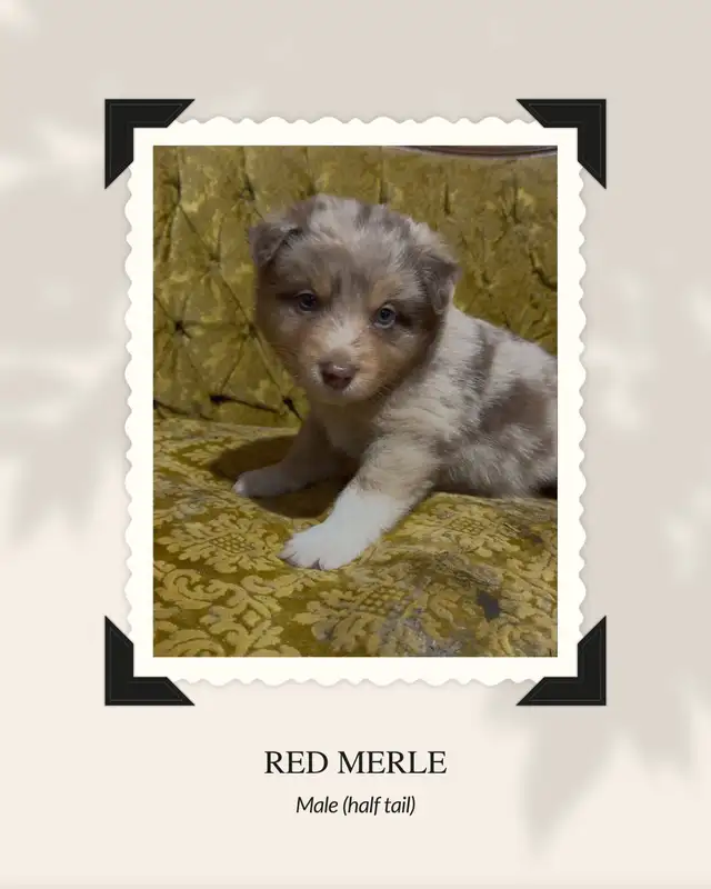 Purebred Australian Shepherd Puppies in Dogs & Puppies for Rehoming in St. Albert - Image 5