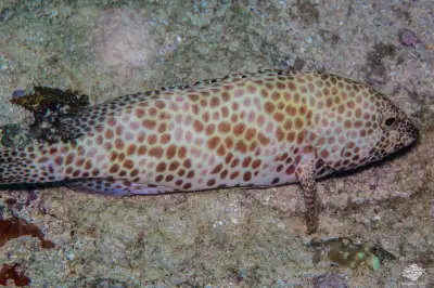 honeycomb grouper, View more