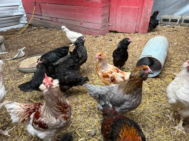 Free. Roosters for sale beautiful 6 months old. in Livestock in Vernon - Image 5