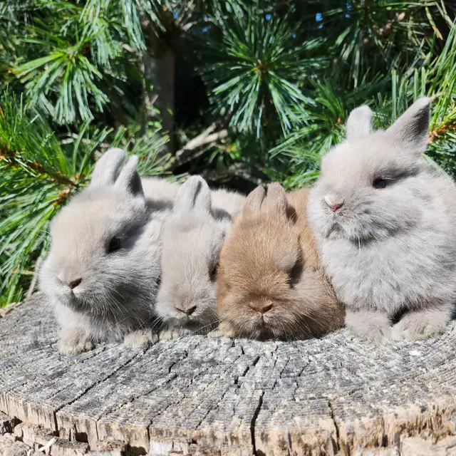 EXTRAORDINARY NETHERLAND DWARF BABY BUNNY RABBITS in Small Animals for Rehoming in London - Image 3