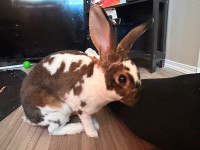 Bunny rabbit in need of new home!