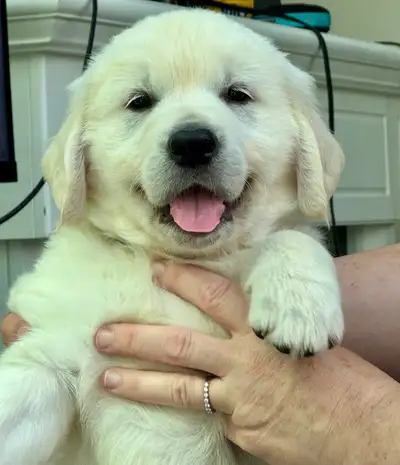 Golden Retreiver- British cream male 7 wk old pup ready now! , View more
