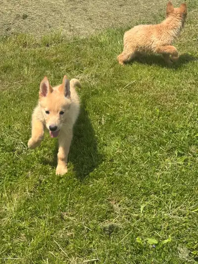 We have two stunning White German Shepherd puppies ready for their forever families! Raised with lov...
