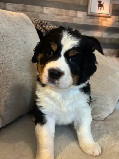 Great Bernese Puppies, View more