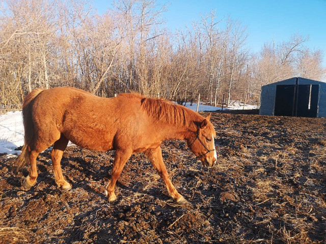 Horses for sale  in Equestrian & Livestock Accessories in Regina - Image 2