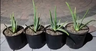 PICK UP : ARBOUR LAKE ( NW )  FOUR Organic supper Large '' ALOE, View more