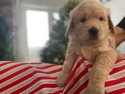 Golden doodle puppies, View more