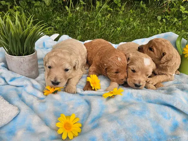 Goldendoodle F2B et Aussiedoodle F1 in Dogs & Puppies for Rehoming in City of Montréal - Image 2
