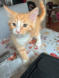 Indoor playful male kittens ready to go to forever home