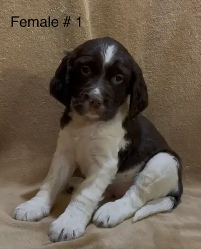 English Springer Spaniel Puppies, View more