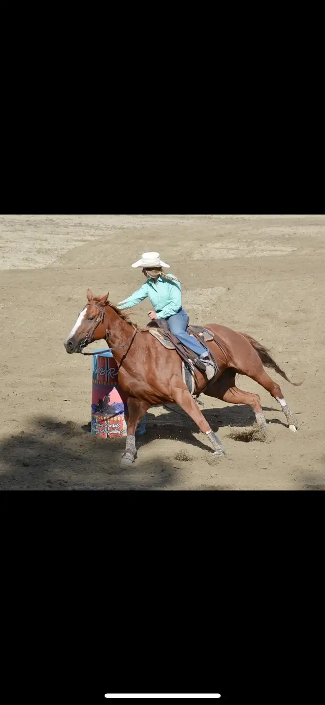 2018 AQHA mare- REDUCED in Horses & Ponies for Rehoming in Cranbrook - Image 9