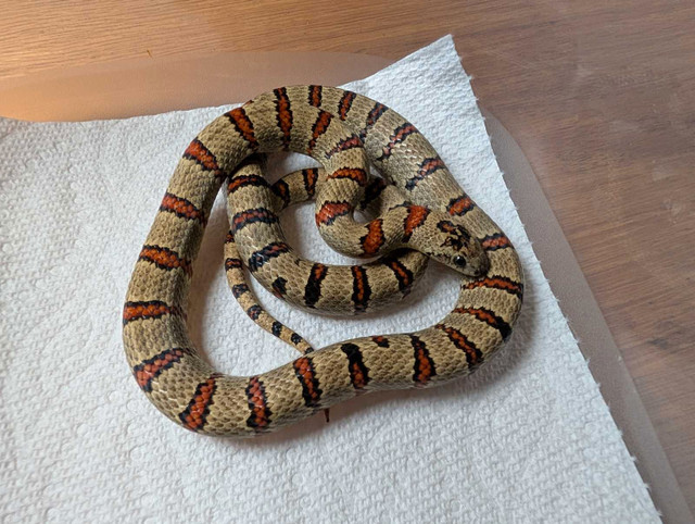 Variable Kingsnake in Reptiles & Amphibians for Rehoming in Comox / Courtenay / Cumberland - Image 2