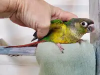 Yellowsided Green cheek conure baby parrots