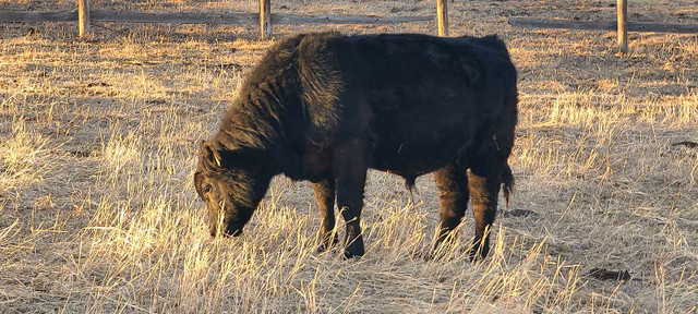 Black Angus Yearling Bull in Other in Strathcona County - Image 2