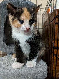 Little calico Kitten 