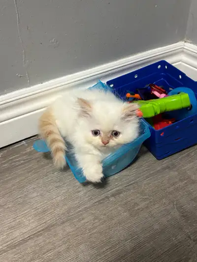 Persian kittens, View more