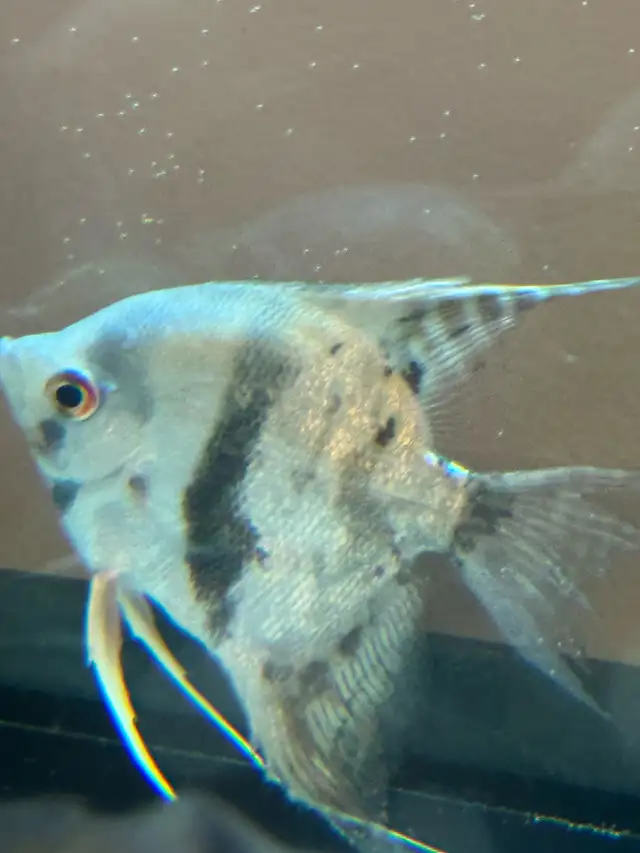 scalaire (ange) in Fish for Rehoming in Laurentides - Image 4