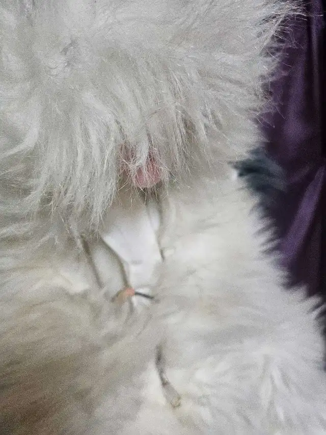 Costume Chien pour enfant 6-7 ans in Costumes in Sherbrooke - Image 9