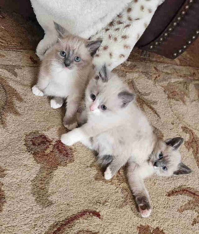 Ragdoll Bobtail kittens  in Cats & Kittens for Rehoming in Kelowna - Image 3
