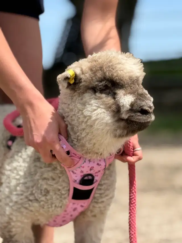Handraised babydoll breeding trio (+Optional commercial) | Livestock ...