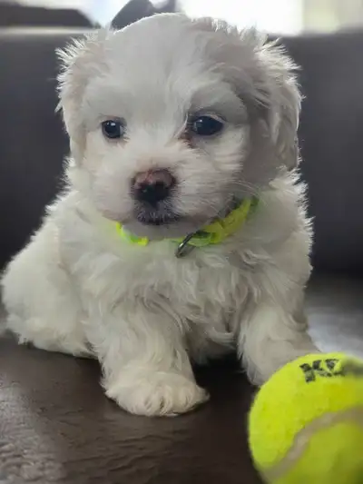 Adorable  Maltese puppies for rehoming, View more
