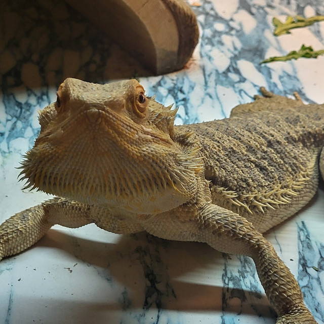Bearded dragon for rehoming in Reptiles & Amphibians for Rehoming in Abbotsford - Image 3