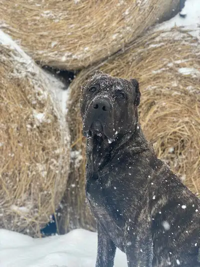 *females are not mine pictures just to show he’s good with other dogs* Super well rounded boy Dog fr...