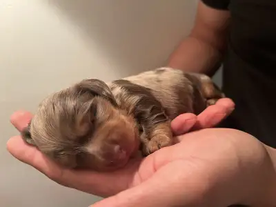 Miniature Longhaired Dachsund Puppies! , View more