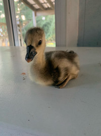  African Geese Goslings 