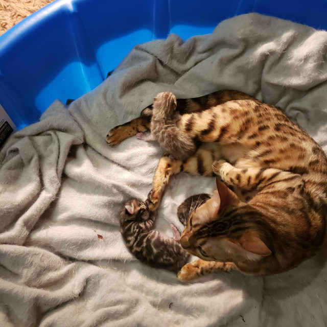 Adorable  Exotic Bengal Kittens Ready for Love!" in Cats & Kittens for Rehoming in City of Toronto - Image 2