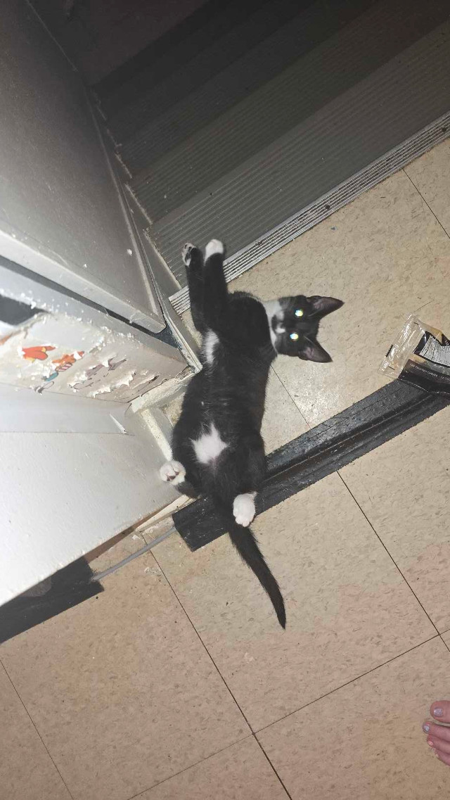 Little Lillith in Cats & Kittens for Rehoming in Moncton