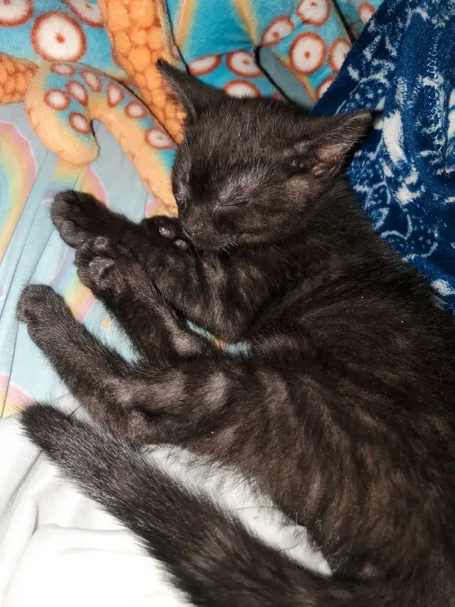 Kitten Looking for a Loving Home