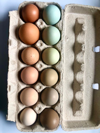 Heritage breed & mix hatching eggs