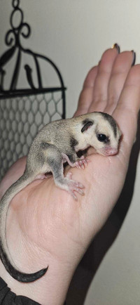 White Face friendly and adorable Sugar Glide Female Joey