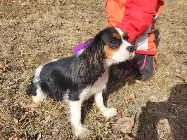 Guardian Family- CKC registered Cavalier King Charles Spaniel in Dogs & Puppies for Rehoming in Calgary - Image 2