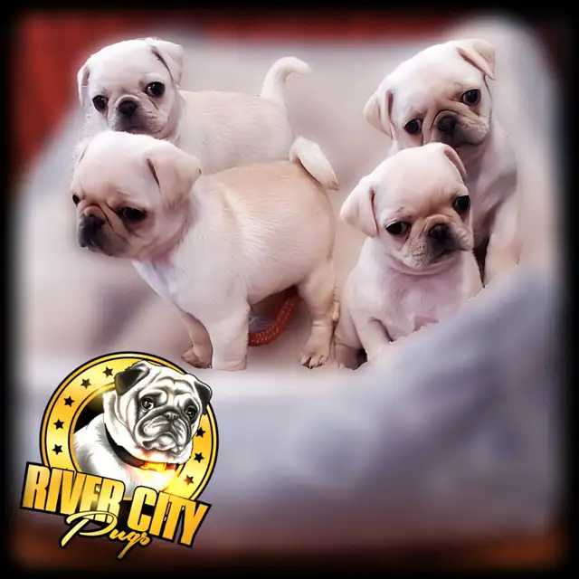 Pug Puppies in Dogs & Puppies for Rehoming in Winnipeg - Image 2