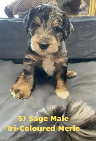 Family-Raised Schnoodles – Intelligent, Loving, Well-Socialized, View more