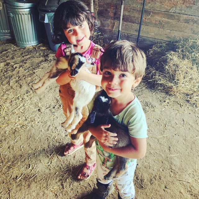 Organically Raised Nigerian Dwarf Goat Kids in Livestock in Barrie - Image 2