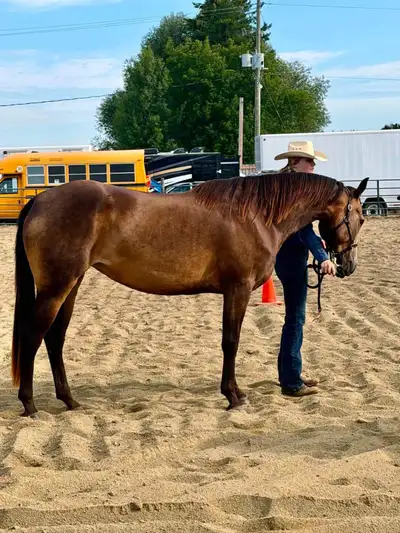Beautiful Reg. Buckskin QH Mare! Highbrow Cat, Colonel Freckles, View more