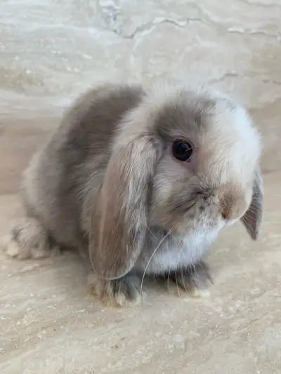 purebred holland lop bunny , View more