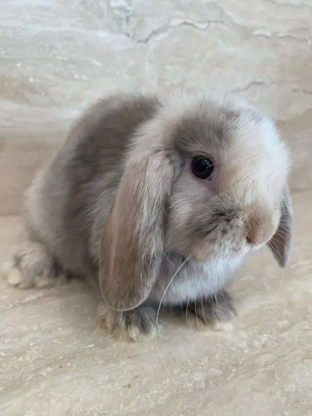 purebred holland lop bunny  in Small Animals for Rehoming in Mississauga / Peel Region - Image 2