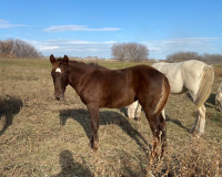 2023 Tennessee Walker Horse filly
