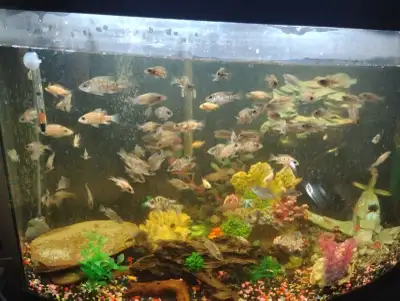 ob peacock cichlid baby fish for trade sale, View more