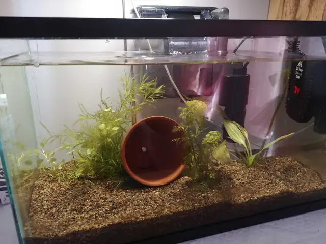 aquarium 5 gallon in Accessories in Lanaudière - Image 2
