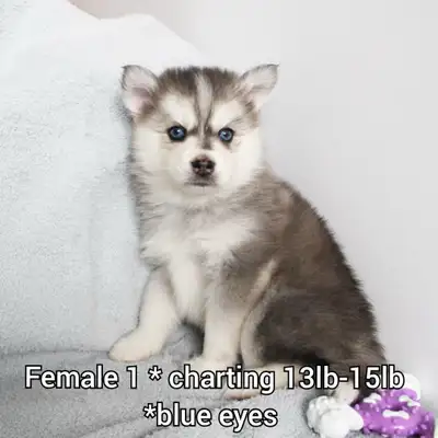 Small Pomsky Puppies, View more