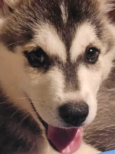 Husky Puppies - Ready March 8th or later!, View more